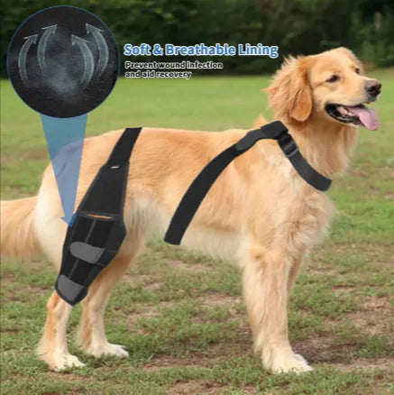 Protect Your Dog's Knees!