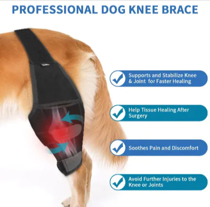 Protect Your Dog's Knees!