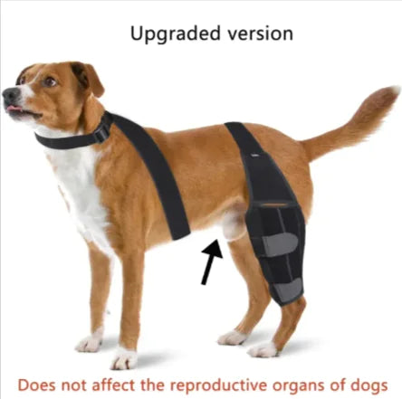 Protect Your Dog's Knees!