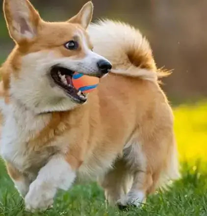 Dog Fetch Toy Ball