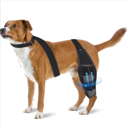 Protect Your Dog's Knees!