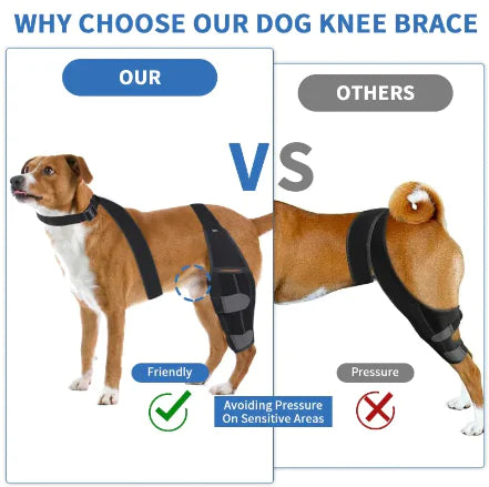 Protect Your Dog's Knees!
