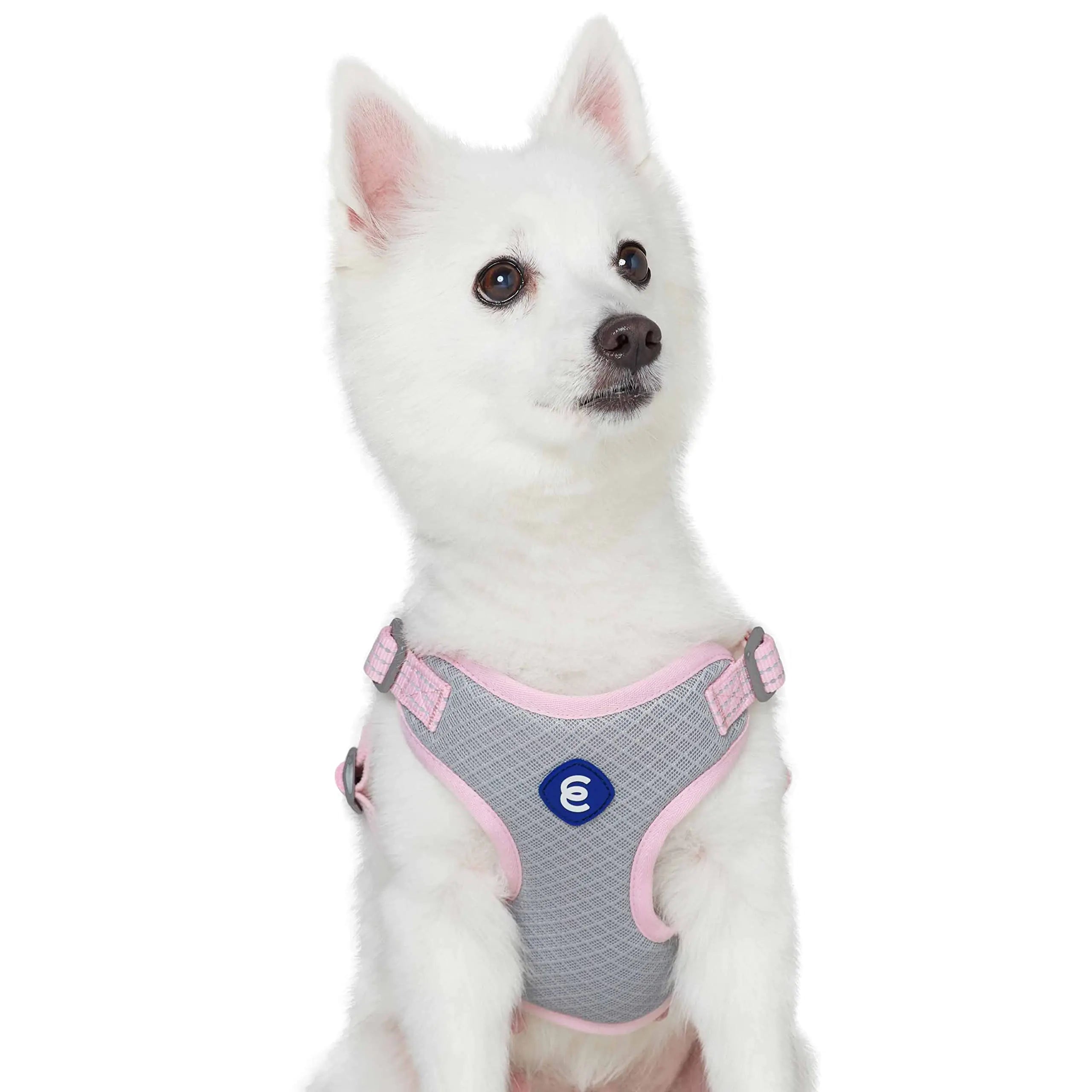 Safe, Stylish Dog Walks