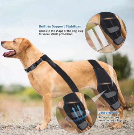 Protect Your Dog's Knees!